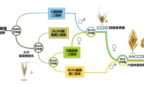 人参和黑枸杞一起泡水喝好不好-人参和枸杞吃什么效果网—知名的人参和枸杞能在一起吃吗网站,分享人参和枸杞一起泡酒的功效知识